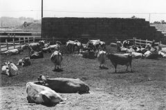 Holladay_Dairy_05-scaled