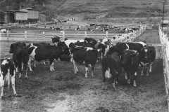 Holladay_Dairy_06-scaled